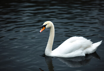 Fototapeta premium A white swan swimming in a dark body of water