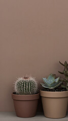 Potted Cactus and Succulent Plants Against a Neutral Brown Background