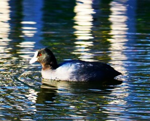 幸せを呼ぶ鳥　オオバン　冬の公園
