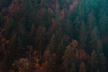 autumn forest in the mountains