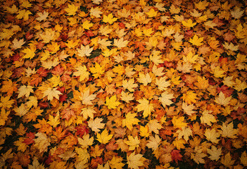 A large pile of fallen autumn leaves in various shades of yellow, orange, and red covering the ground