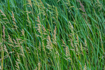 Poa trivialis rough bluegrass, rough-stalked meadow-grass or rough meadow-grass, is perennial plant regarded in US as ornamental plant. It is part of grass family