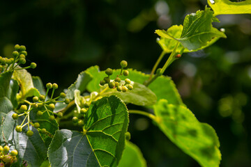 Linden, linden blossom with green leaves on a tree in summer