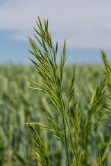 Bromegrass seed heads with blurry background. Bromus is a large genus of grasses, classified as Bromeae. They are commonly known as bromes, brome grasses, cheat grasses or chess grasses