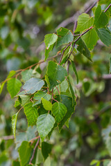 Summer background with a birch branch and earrings illuminated by the sun. Green birch leaves with dangling earrings