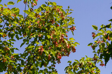 Maple Holly or maple sycamore or Maple platanolistny lat Acer platanoides a species of the genus...