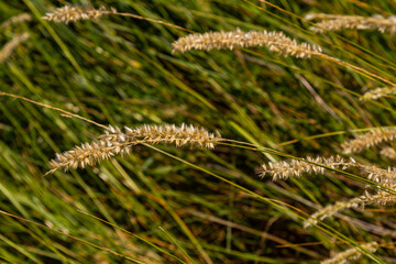 Fototapeta premium Hairy melic seeds - Latin name - Melica ciliata