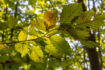 sunlit autumn leaves, colorful fall, colorful hornbeam leafs, carpinus