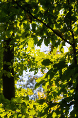 Selective focus of Ulmus pumila celer leaves, European hornbeam or carpinus betulus in the garden, Small leafed plant which forms a dense hedge, Green leaf pattern with sunlight, Nature background