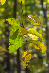 sunlit autumn leaves, colorful fall, colorful hornbeam leafs, carpinus