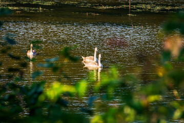 Staw z łabędziami © Izabela&Grzegorz