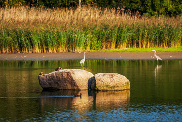 Czapla na stawie © Izabela&Grzegorz