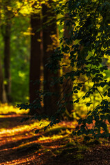 Droga leśna o zachodzie