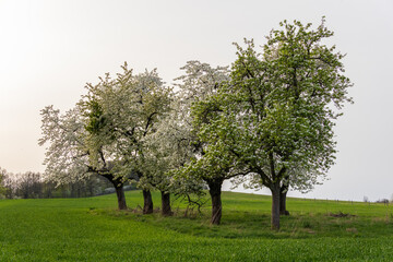 Blooming apple trees on the meadow