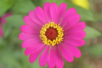 Fototapeta premium close up of pink flower