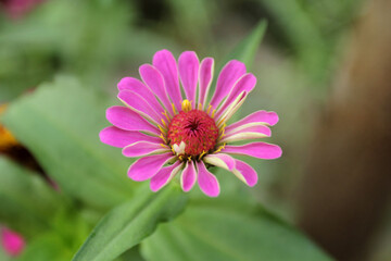 Obraz premium pink flower