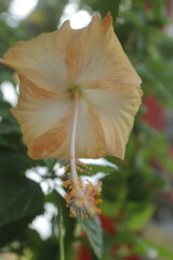 hibiscus