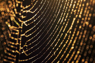 pajęczyna  © Izabela&Grzegorz