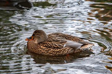 Stockente treibt friedlich auf dem Wasser