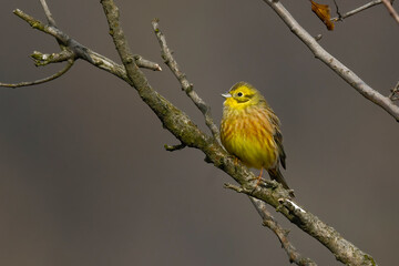 Yellowhammer little bird sitting on branches in autumn