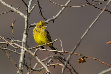 Obraz premium Yellowhammer little bird sitting on branches in autumn