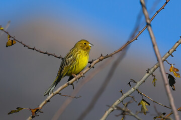 Yellowhammer little bird sitting on branches in autumn