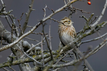 red-throated bunting perched on a tree branch in November
