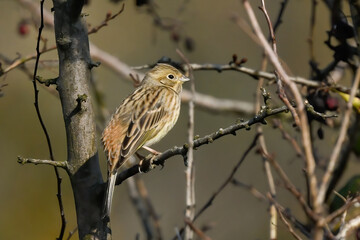 Yellowhammer little bird sitting on branches in autumn