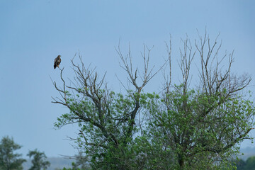 Ein junger Seeadler sitzt in einer teilweise abgestorbenen Weide