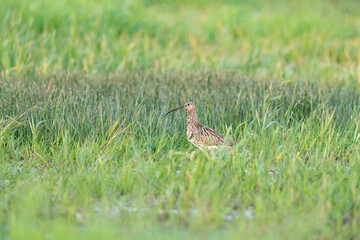 Eurasian curlew (Numenius arquata) in wet grassland