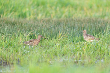A couple of  Eurasian curlews (Numenius arquata) in wet grassland