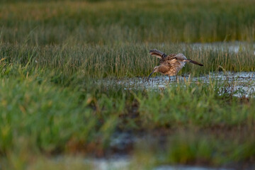 Eurasian curlew (Numenius arquata) in wet grassland