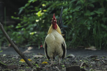 red crowned heron