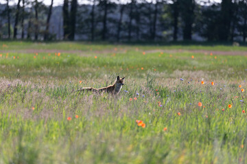 red fox (canis vulpus) hunting for mice on a meadow
