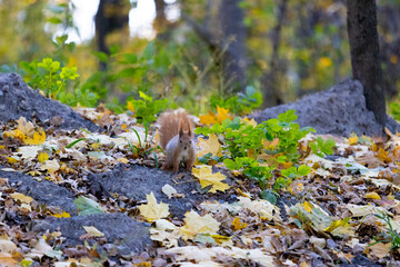 squirrel in the park