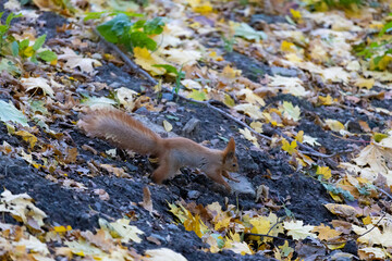 squirrel in the park
