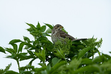 corn bunting (emberiza calandra) perching on a bush
