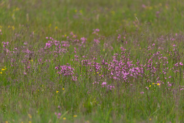 Meadows and pastures in extensive use mainly with Ragged-robin (Silene flos-cuculi, synonyme Lychnis flos-cuculi)
