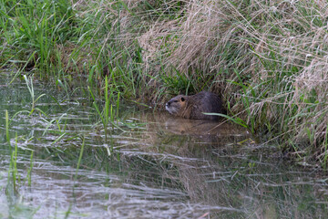 Nutria or Coypu (Myocastor coypus) is an invasive species from Latin America