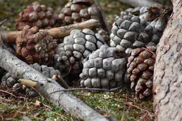 Background of pine cones grouped aronund trunk