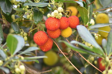 Fruit of the strawberry tree