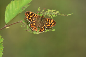 Fragility in al ethereal world