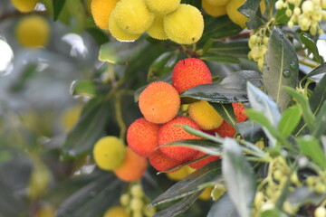 Fruit of the strawberry tree