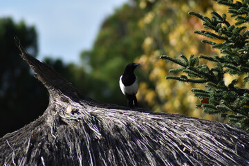 Magpie between summer and winter