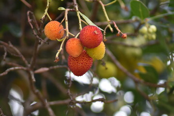 Fruit of the strawberry tree