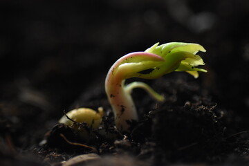 Hope, green shoots are already seen