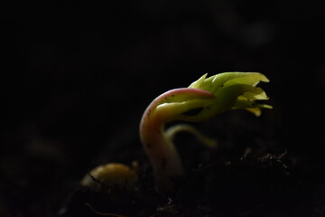 Hope, green shoots are already seen