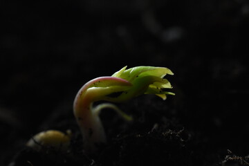 Hope, green shoots are already seen