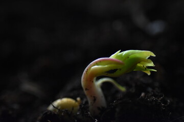 Hope, green shoots are already seen