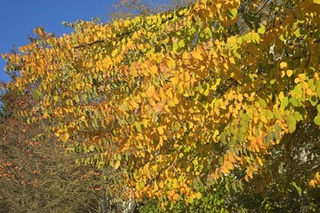 Autumn leaves of Cercidiphyllum japonicum (Katsura). Autumn leaves background 